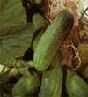 v_cucumberlittleleaf.jpg